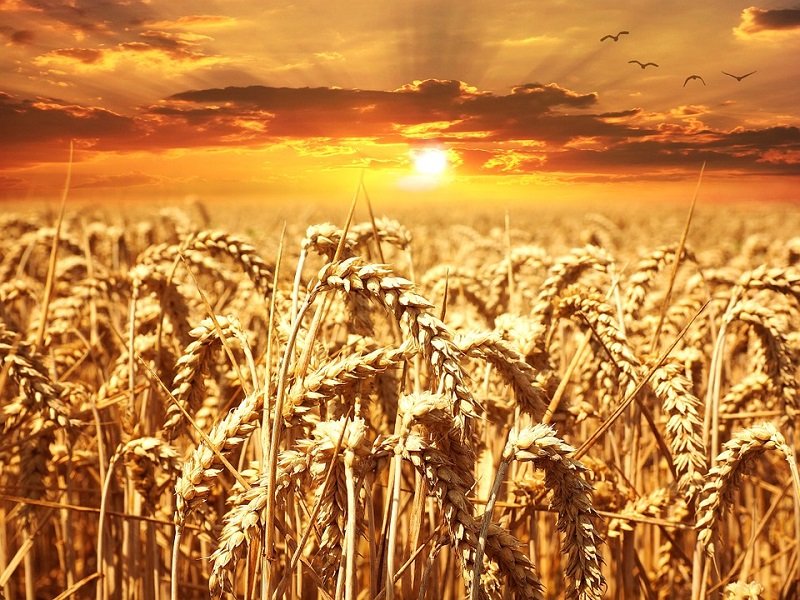 В Африке начнут выводить высокоурожайные сорта пшеницы
