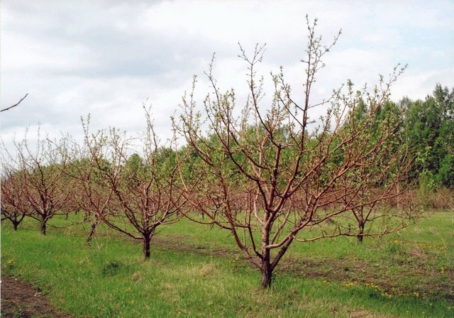 В садах Кубани продолжается обрезка плодовых деревьев