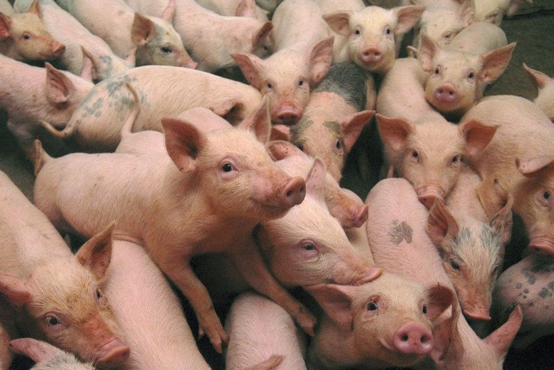 Поголовье свиней в комплексах ГК «Агро-Белогорье» превысило миллион голов