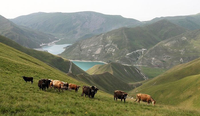 Сельское хозяйство Карачаево-Черкесской Республики: приоритет мясного скотоводства