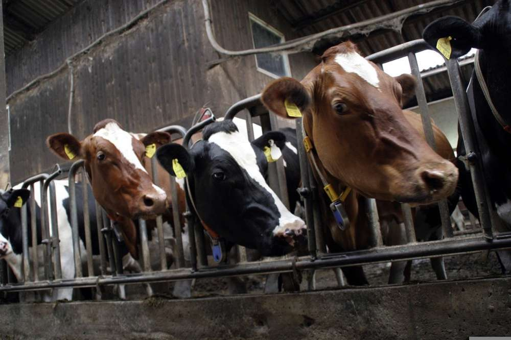 Ячменный или обезвоженный кукурузный силос — что лучше для молочных коров?