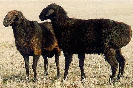 Волгоградские овцы