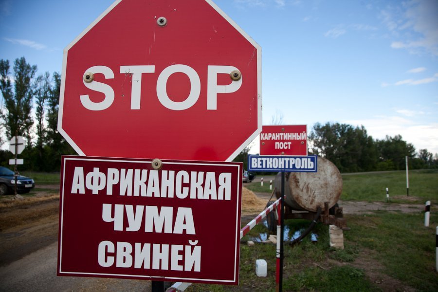 В России в июне был выявлен 31 очаг африканской чумы свиней /АЧС/