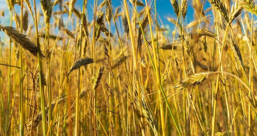 По всей Европе почти половина посевов пшеницы поражена фузариозом