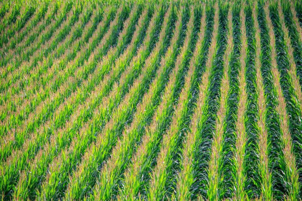 Bayer анонсировал систему Preceon для выращивания низкорослой кукурузы