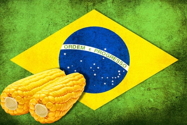 Бразилия идет к рекордному урожаю кукурузы