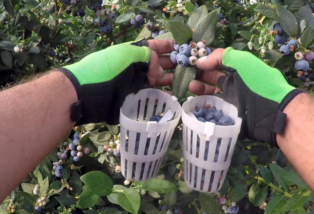 Перчатки с корзинками решают проблему сбора мелких ягод или фруктов