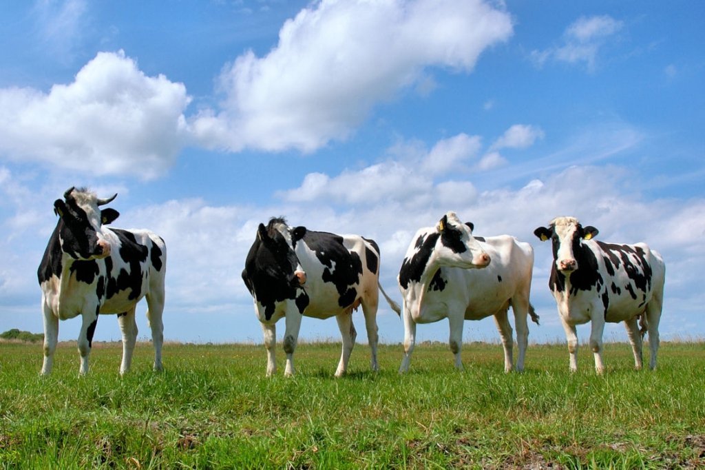 В Челябинской области собираются повысить годовые надои от одной коровы к 5 тыс. литров