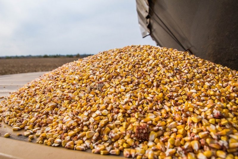 Европе необходима украинская кукуруза