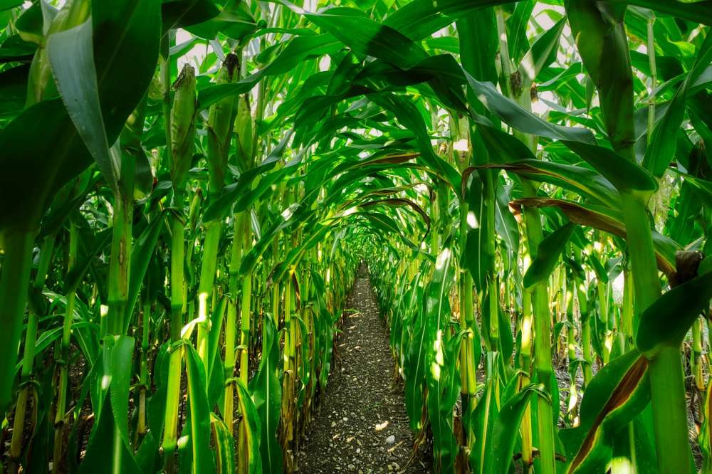 Ученые установили точное количество фосфора, необходимое кукурузе