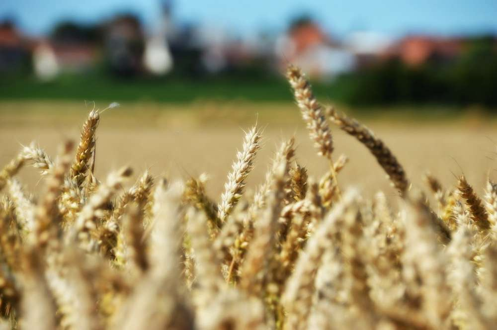 Урожай российской пшеницы в сезоне 2022/23 оценивается в 91 млн т — МСХ США