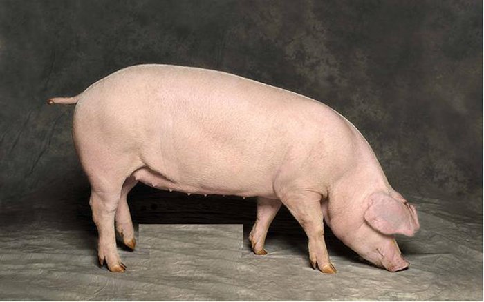 В Воронежской области развивают свиноводческий кластер