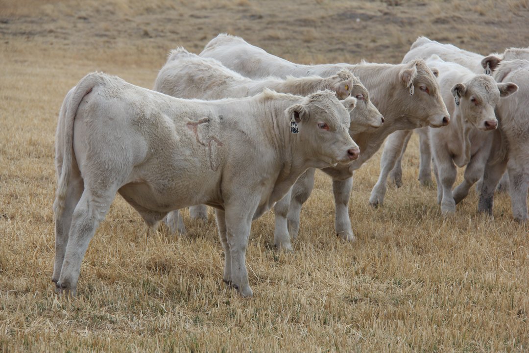 Сахалин делает ставку на мясное и молочное производство