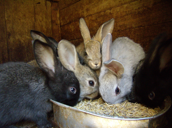 За три года поголовье кроликов в Рязанской области выросло в несколько раз