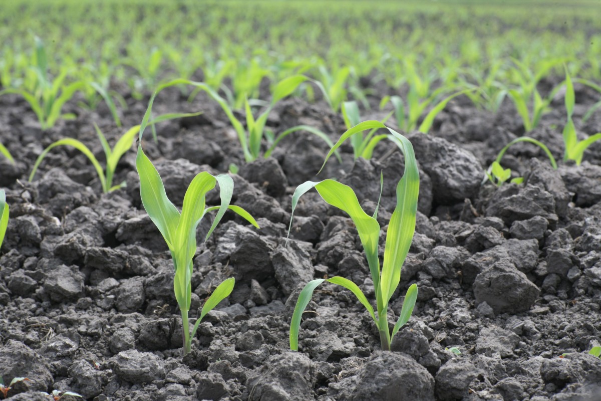 Специалисты Dekalb прогнозируют, что посевные площади под кукурузу останутся на уровне 2018 года