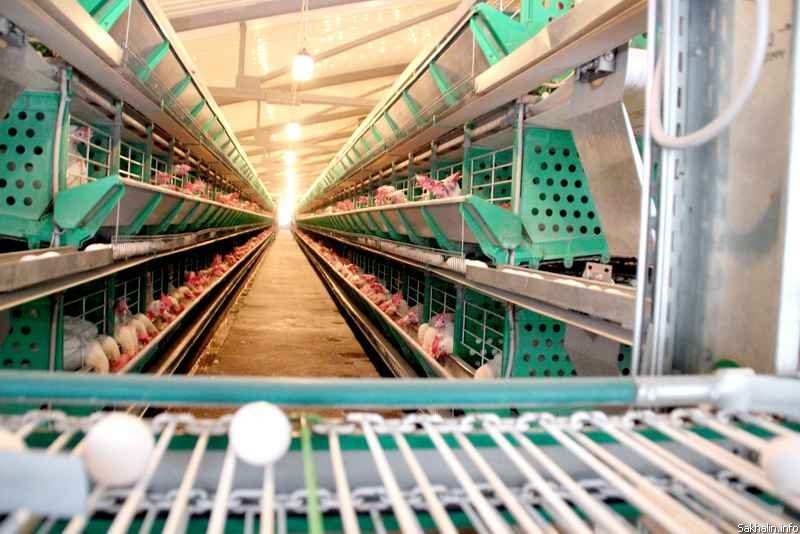 Единственная на Сахалине птицефабрика после модернизации обеспечит яйцами весь регион