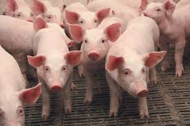 Правительство выделит 200 миллиардов рублей для свиноводства