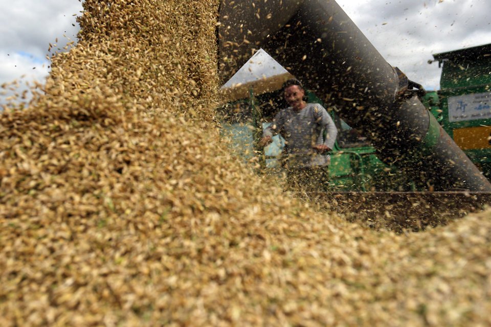 Минсельхоз России повысил прогноз урожая зерна до 105 млн тонн