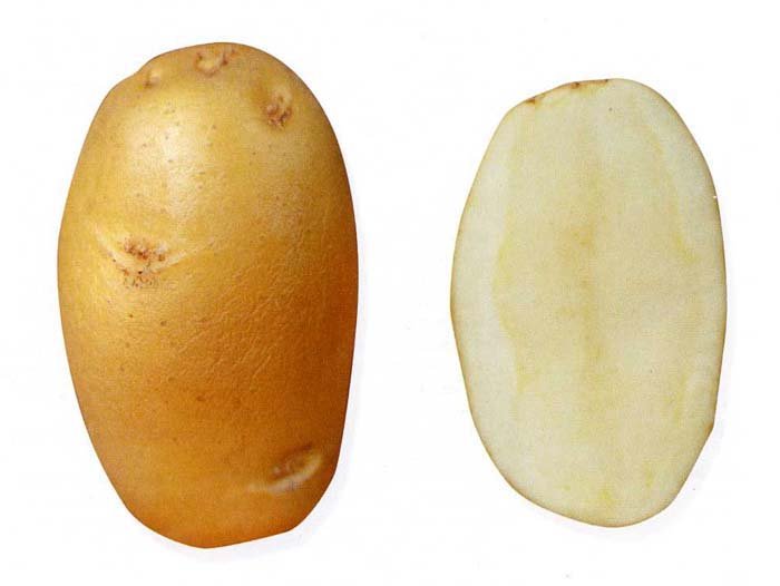 Какой сорт картофеля лучше? Опыт Амурской области