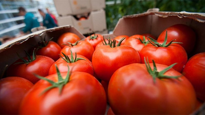 Действующие ограничения по импорту томатов Россия и Турция обсудят 18 августа