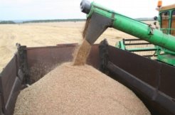 К 9-му августа планируется в Ростовской области сбор урожая ранних зерновых завершить