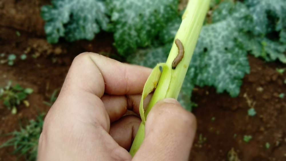 Против кукурузной лиственной совки лучше использовать биопестициды — ученые