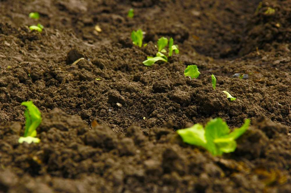 Ученые создали датчик почвы для повышения эффективности внесения удобрений