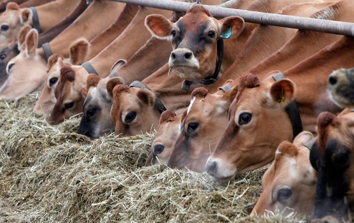 В Минсельхозе обсудили развитие молочного скотоводства до 2024 года