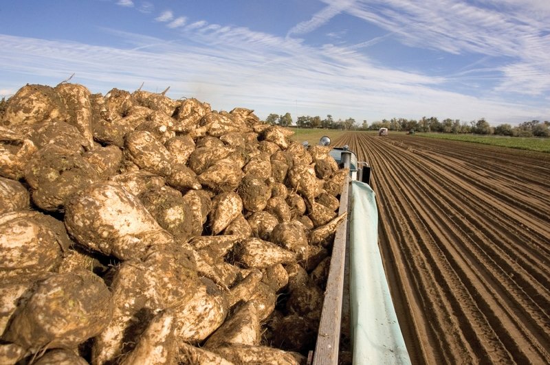 Агрохолдинг «Русагро» теряет прибыль и прогнозирует перепроизводство сахара в стране