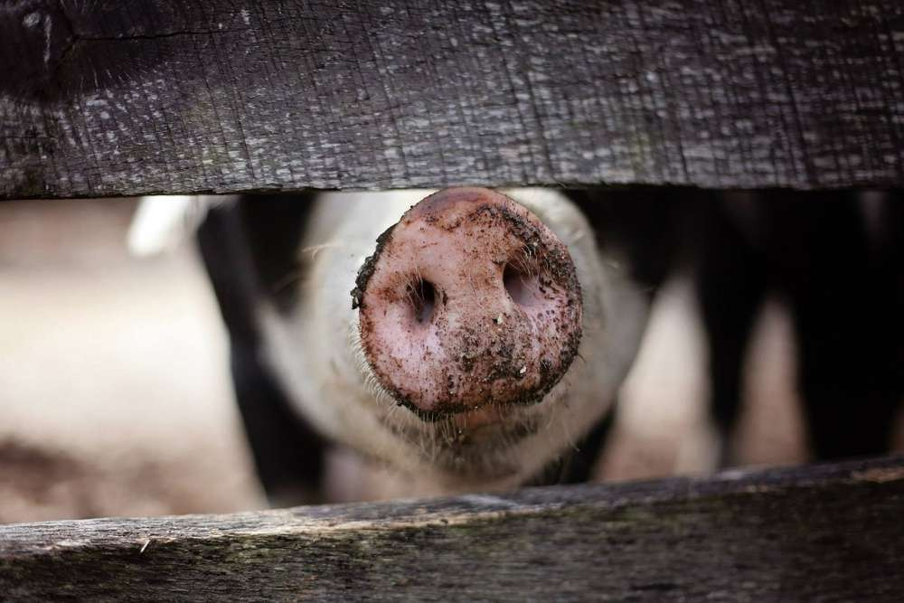 АЧС за две недели нанесла свиноводству РФ ущерб на сумму более 500 млн руб.