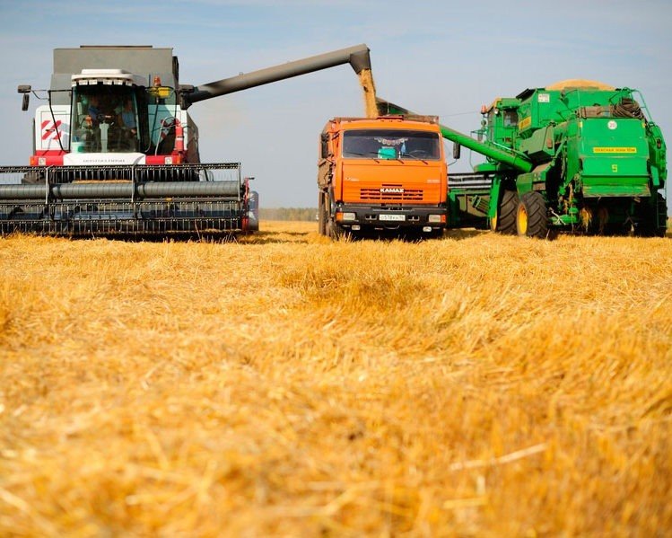 В текущем году урожай зерна в России заметно снизился