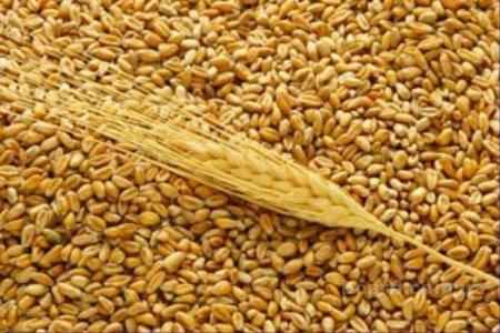 Закупочные цены на пшеницу выросли