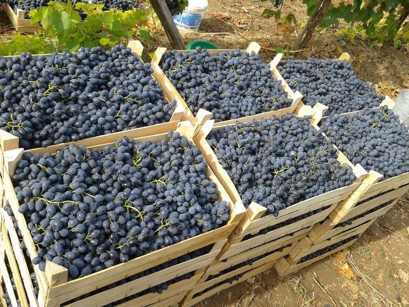 В Краснодарском крае собрано свыше 100 тыс. тонн винограда