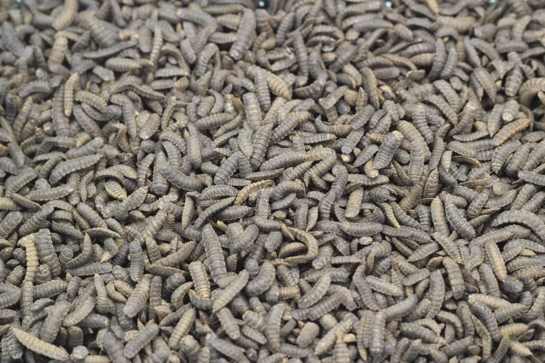 Bühler в 2018 году запустит завод по переработке насекомых для корма   