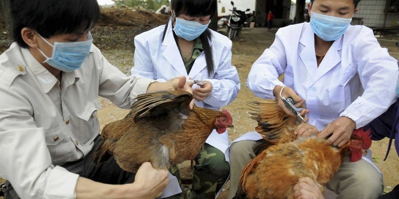 Птичий грипп захватывает Ливан и Мьянму