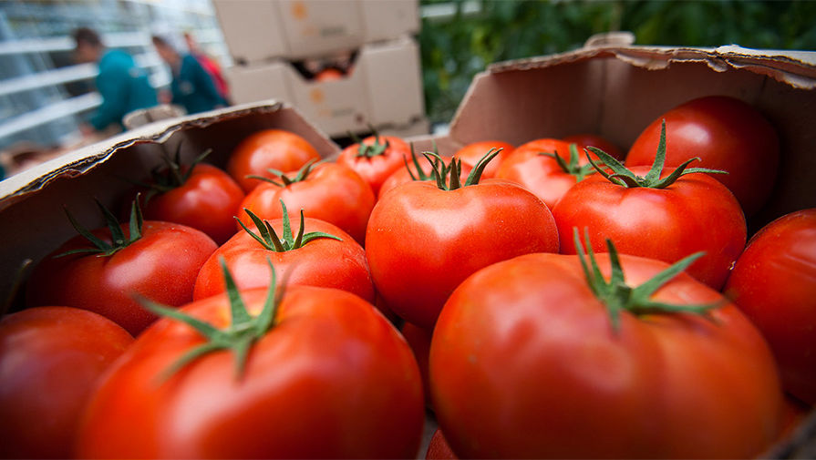 Увеличение квоты на ввоз турецких помидоров в РФ потребует введения обязательной сертификации иностранных поставщиков