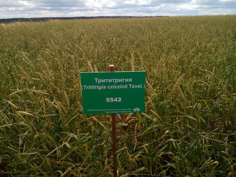 На российских полях появятся две новые зерновые культуры