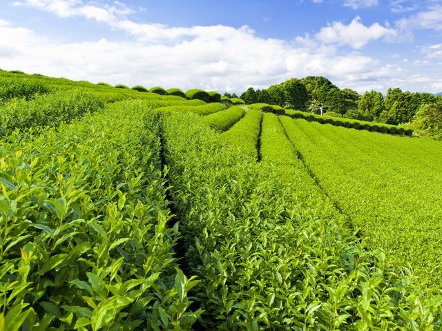 В России собирают урожай чая