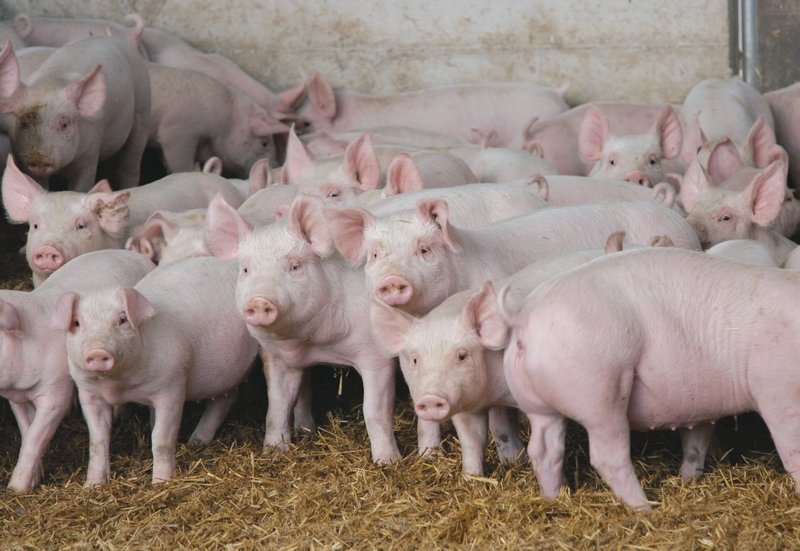 Райффайзенбанк выделил льготный кредит на 470 млн рублей компании, занимающейся свиноводством