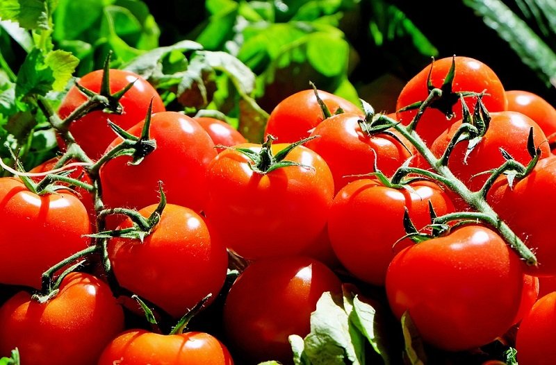 Минсельхоз РФ: дефицит томатов в стране закроют местные производители