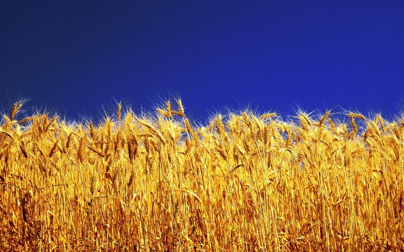 Прогноз урожая зерна в Украине пересмотрен с повышением до 62,3 млн тонн