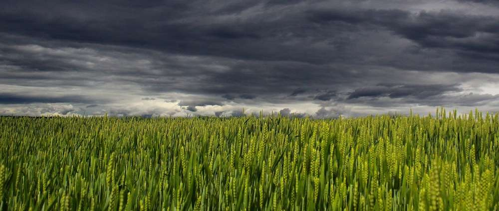 Ученые выяснили, как погода и урожайность влияют на мировую торговлю пшеницей
