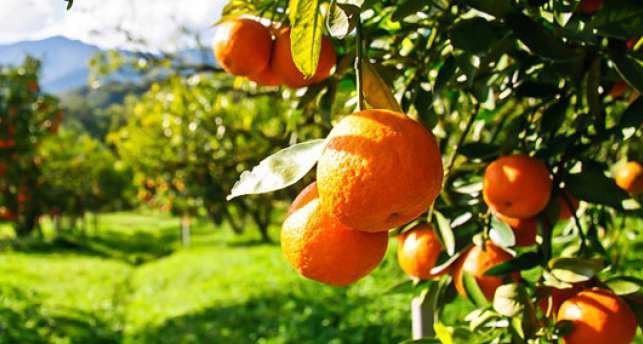 Евростат подсчитал объемы производства фруктов, ягод и овощей в странах ЕС