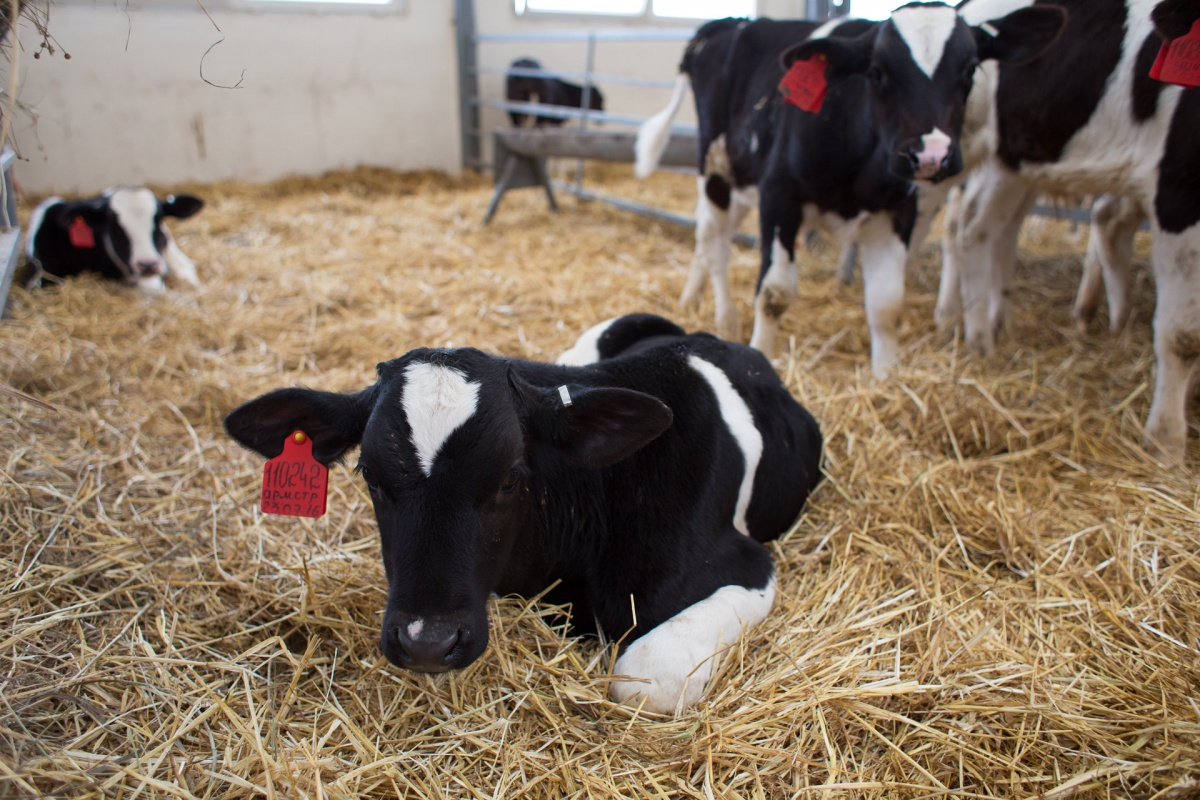 "Агросила" в 2020 году внедрит искусственный интеллект на молочной ферме