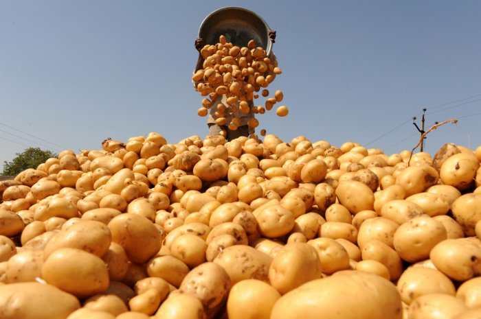 Валовой сбор картофеля в 2017 г. в России ожидается в объеме 22 млн т