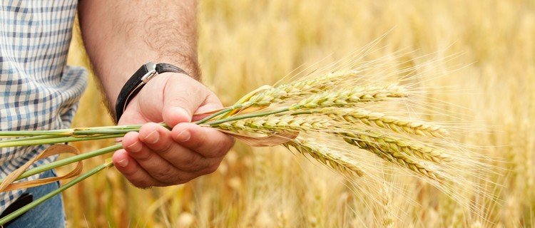 Краснодарский филиал РСХБ оказывает эффективную поддержку фермерам региона   