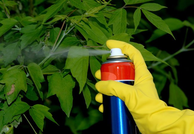 Запрещенные пестициды в Приморье