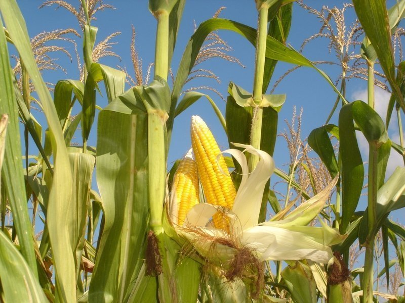 Как решить проблему засоренности посевов кукурузы?
