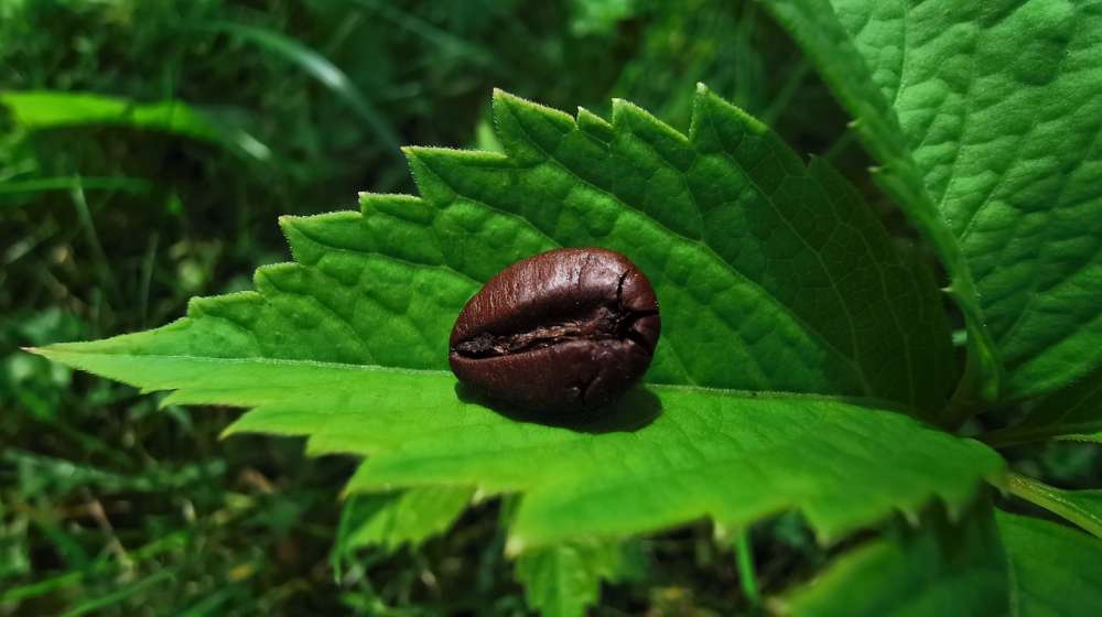 «Нестле» инвестирует $1 млрд в регенеративное выращивание кофе