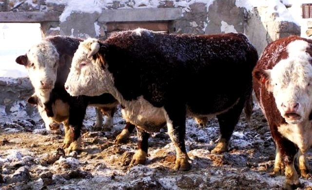 В Перми нехватка говядины